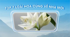 top 7 loai hoa cung ve nha moi